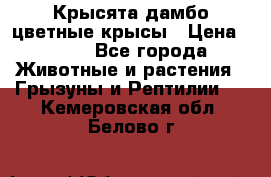 Крысята дамбо цветные крысы › Цена ­ 250 - Все города Животные и растения » Грызуны и Рептилии   . Кемеровская обл.,Белово г.